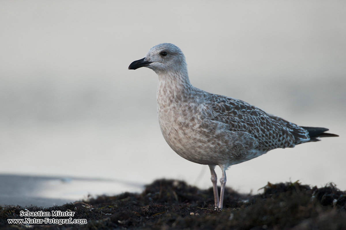 Silbermöwe (Larus argentatus)