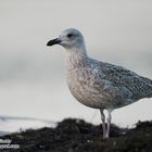 Silbermöwe (Larus argentatus)