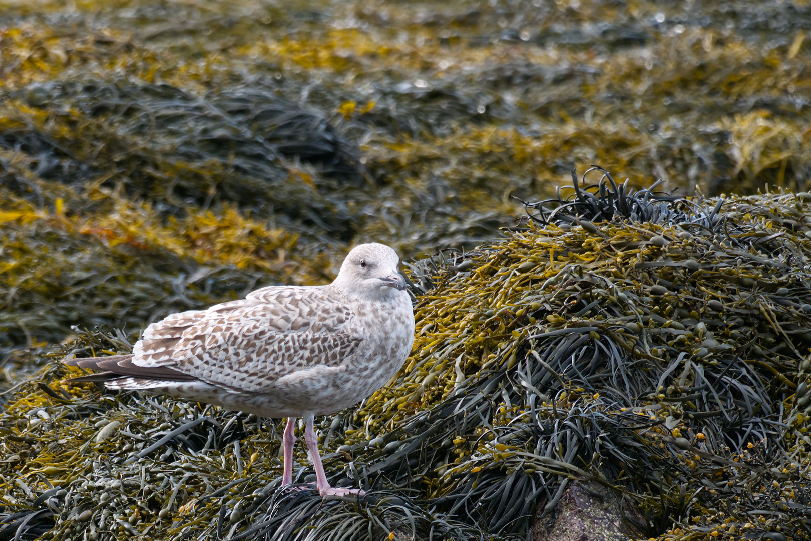 Silbermöwe (Larus argentatus argenteus) im Jugendkleid