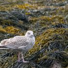 Silbermöwe (Larus argentatus argenteus) im Jugendkleid