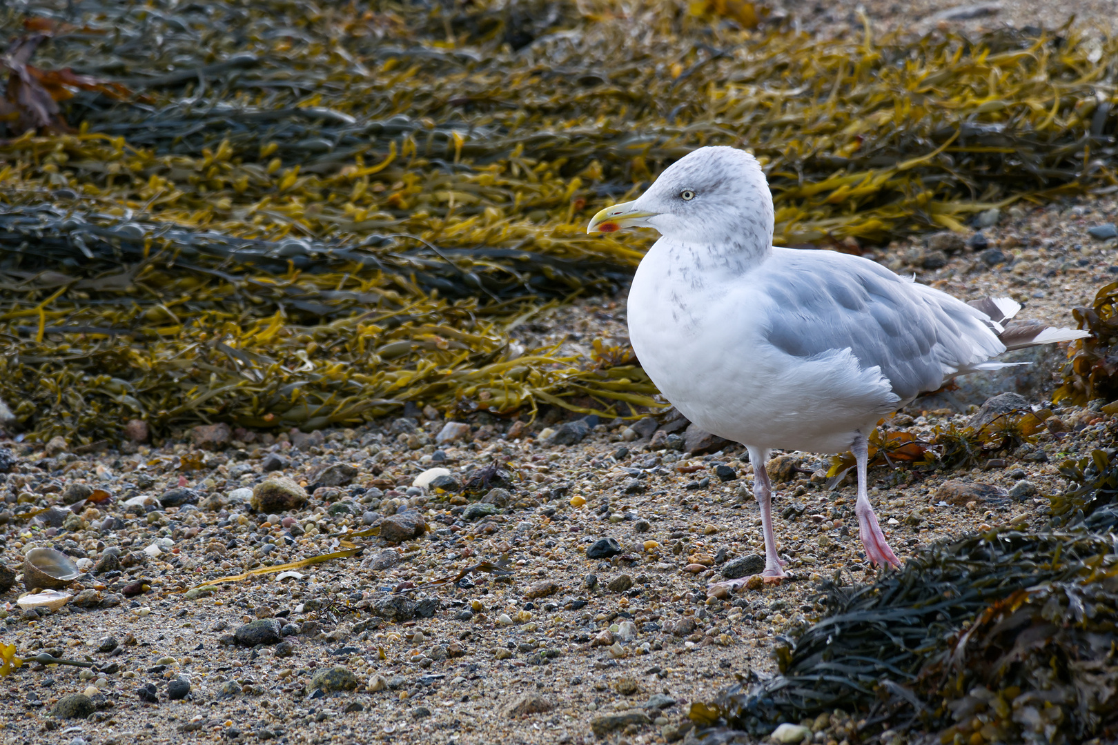 Silbermöwe (Larus argentatus argenteus) mit missgebildetem Bein