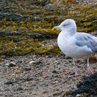 Silbermöwe (Larus argentatus argenteus) mit missgebildetem Bein