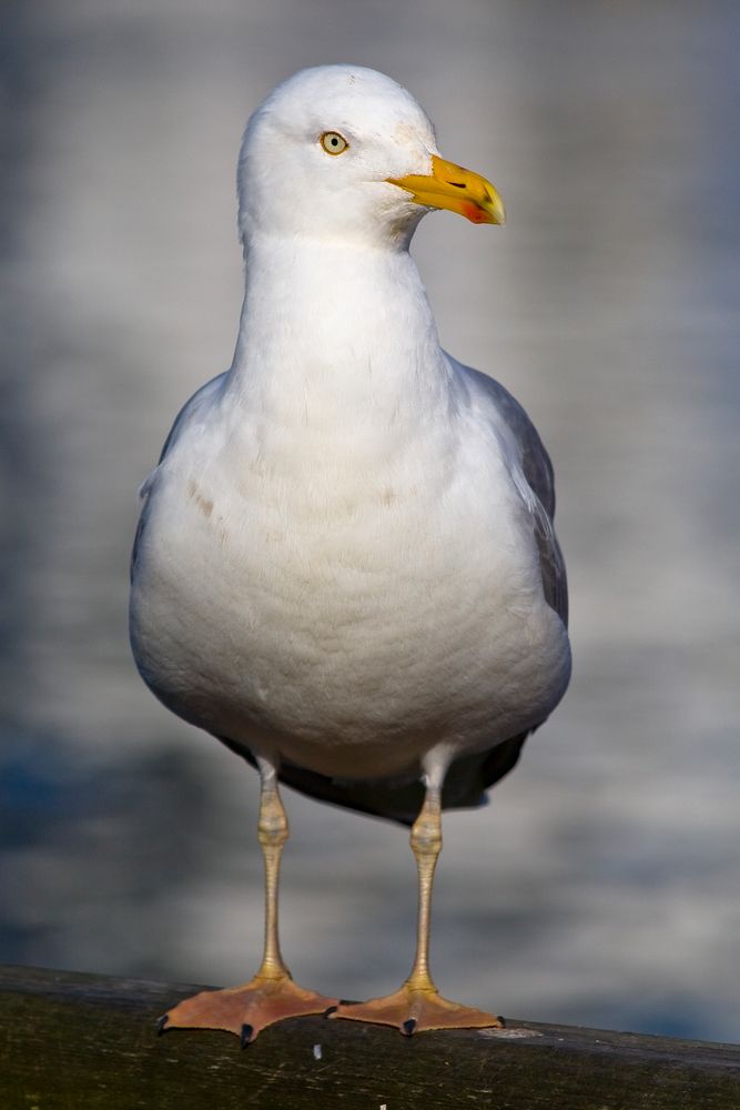 Silbermöwe (Larus argentatus)