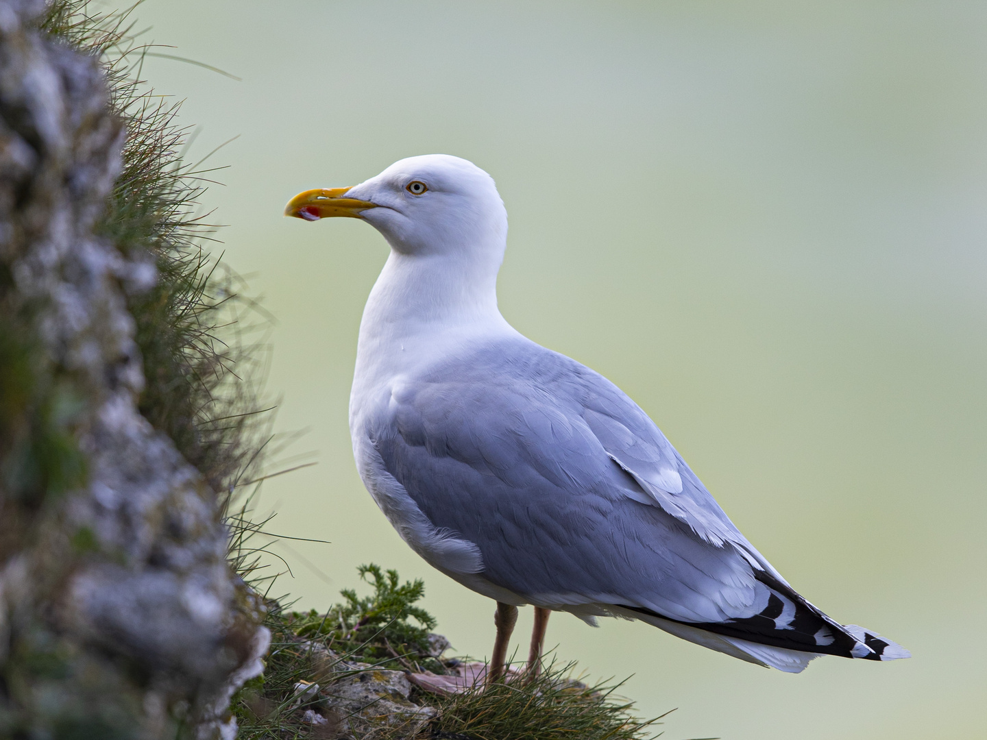 SILBERMÖWE (Larus argentatus)