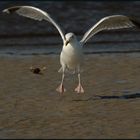 Silbermöwe (Larus argentatus)