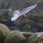 Silbermöwe (Larus argentatus)