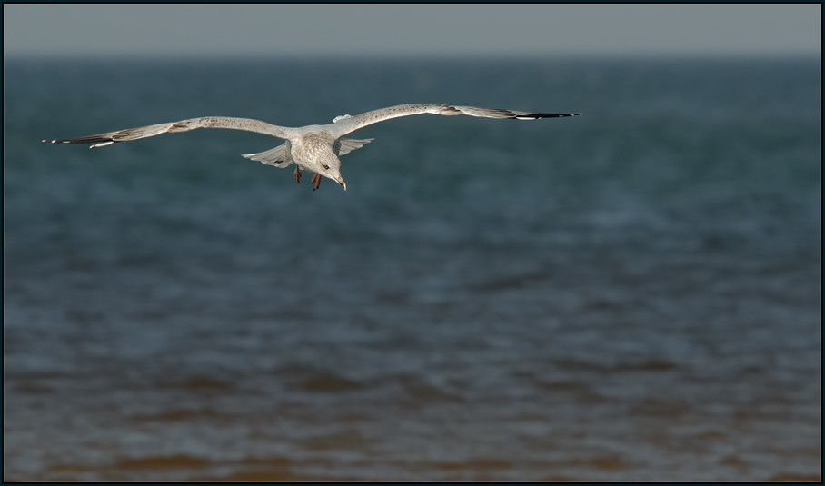 Silbermöwe (Larus argentatus)