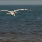 Silbermöwe (Larus argentatus)