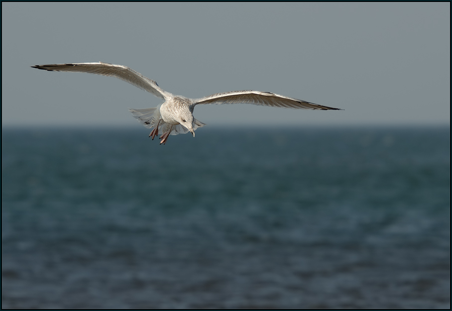 Silbermöwe (Larus argentatus)