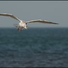 Silbermöwe (Larus argentatus)