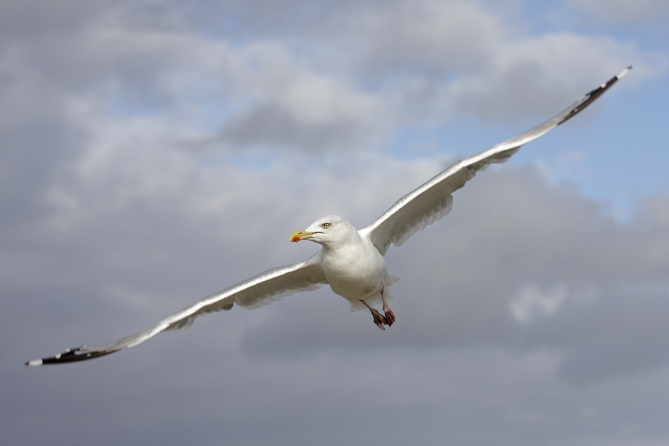 Silbermöwe (Larus argentatus)