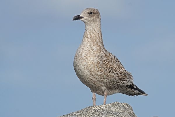 Silbermöwe (Larus argentatus), Jungvogel