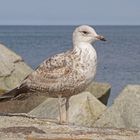 Silbermöwe (Larus argentatus), Jungvogel im 1. Sommer