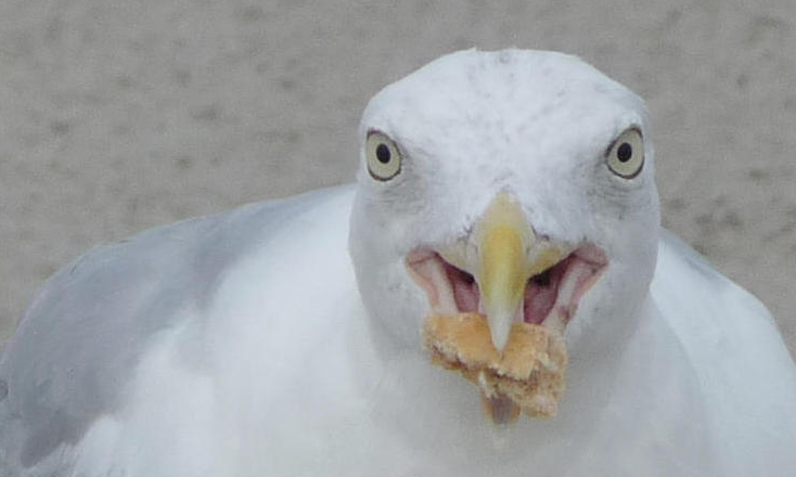 Silbermöwe "meins!"