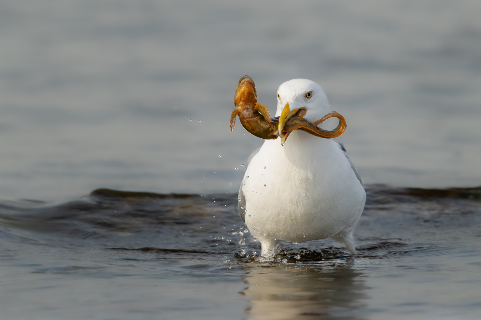 Silbermöwe mit Aalmutter