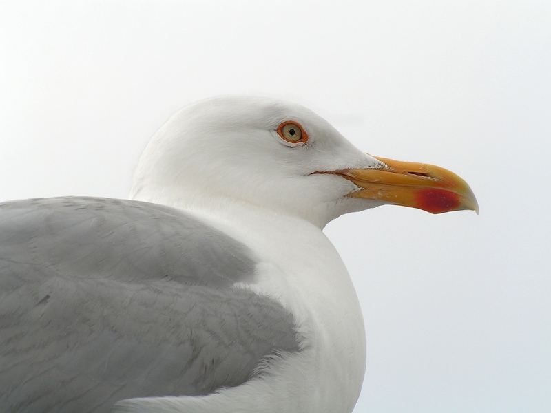 Silbermöwe (mit Beschr.)