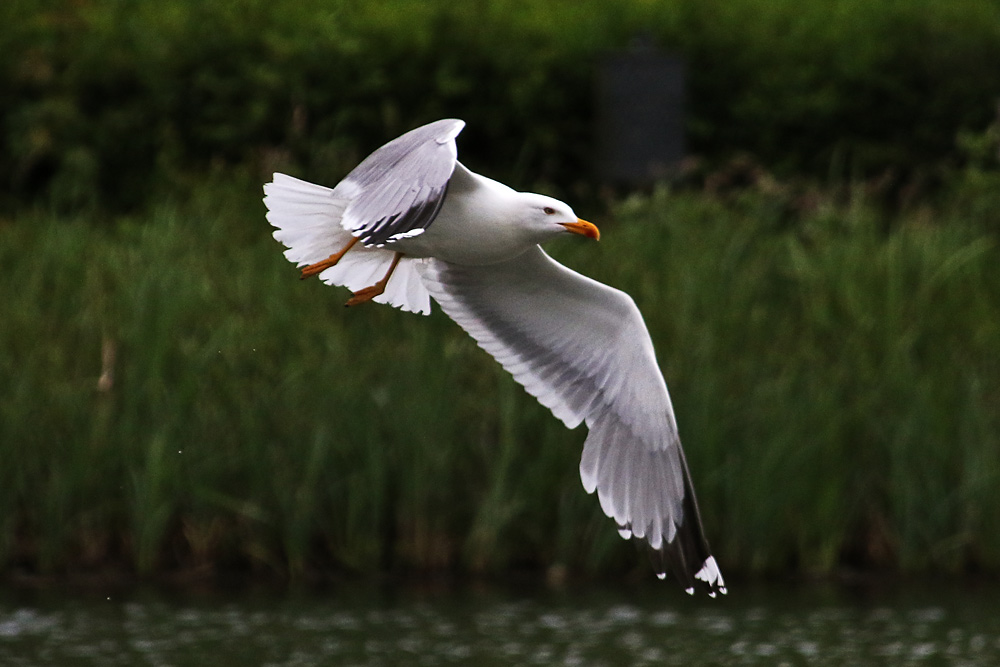 Silbermöwe oder Heringsmöwe im Flug