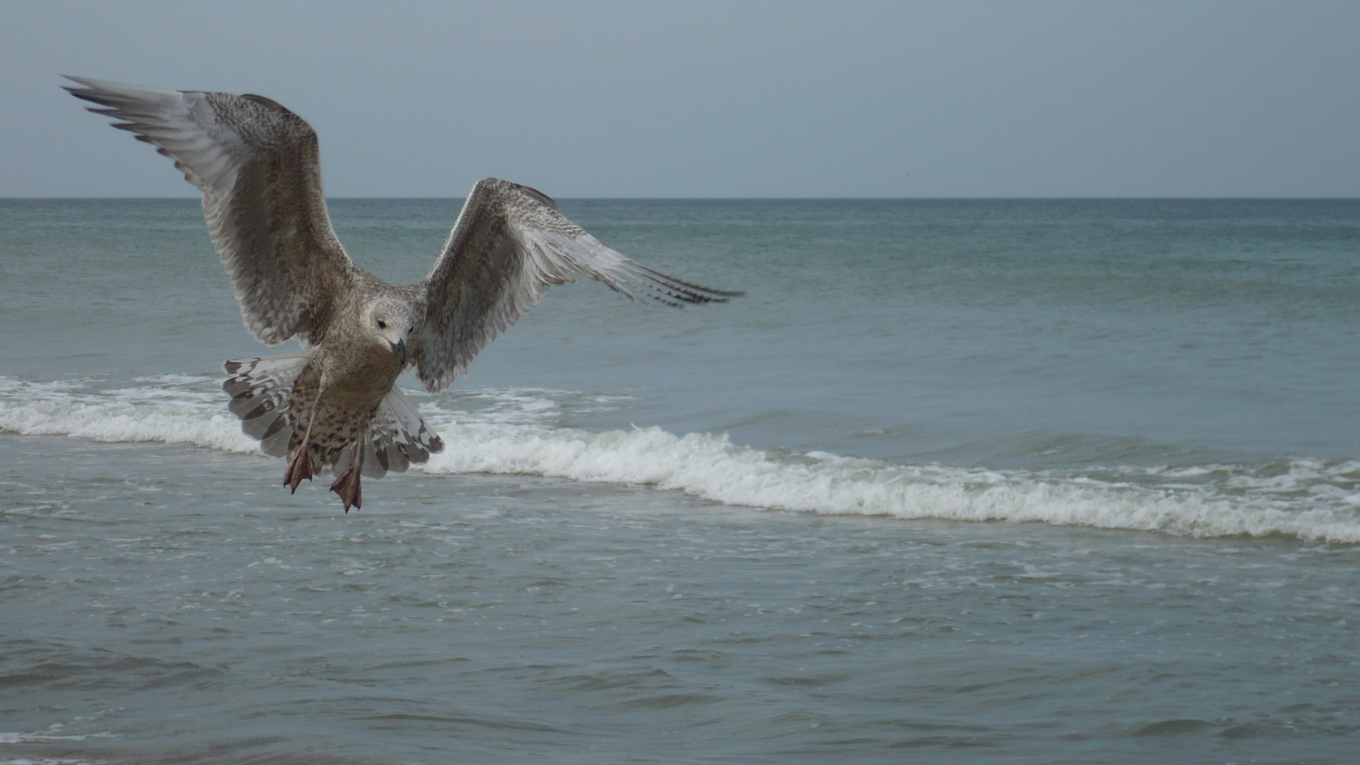 Silbermöwe - Ostsee