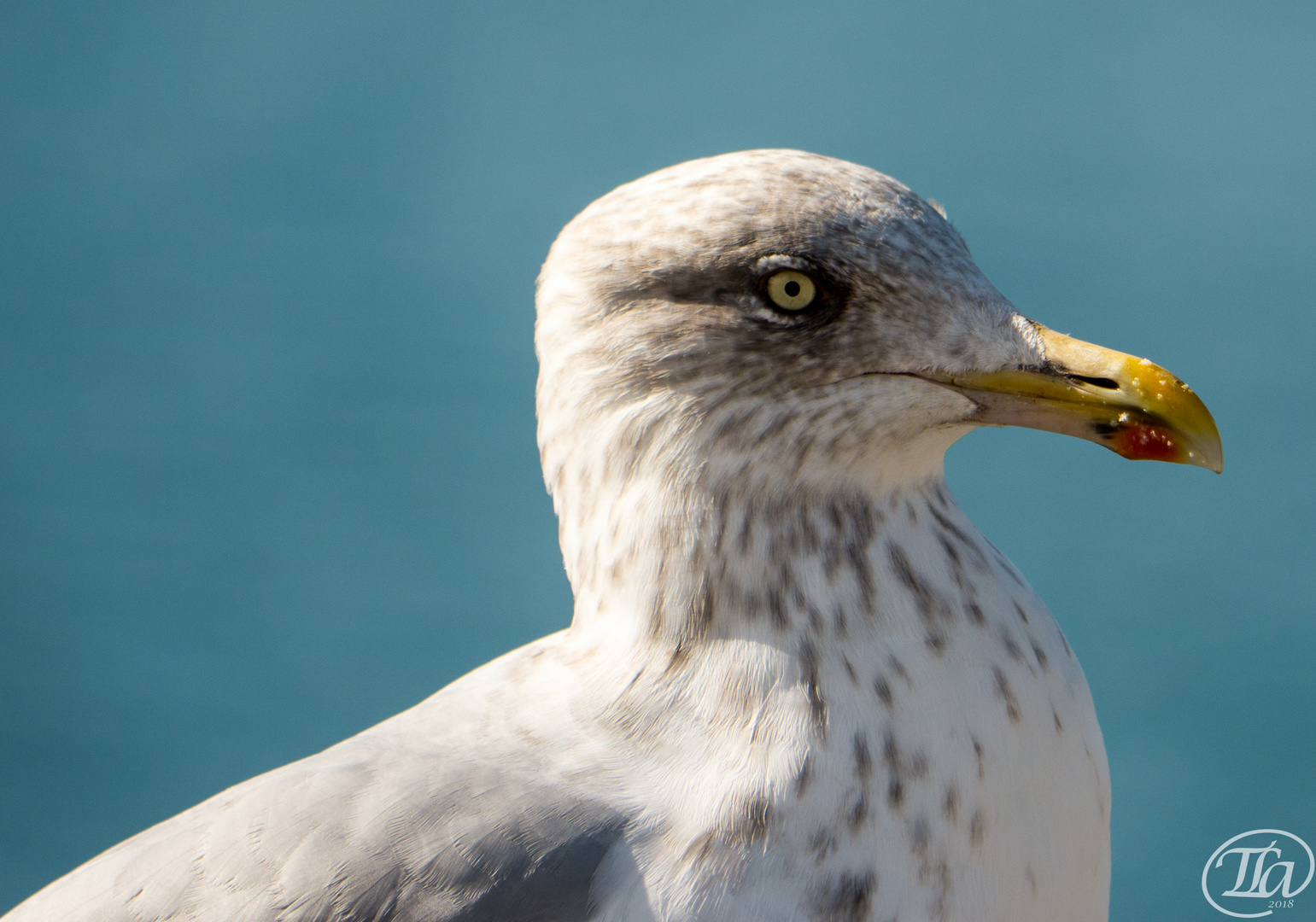 Silbermöwe Portrait 2