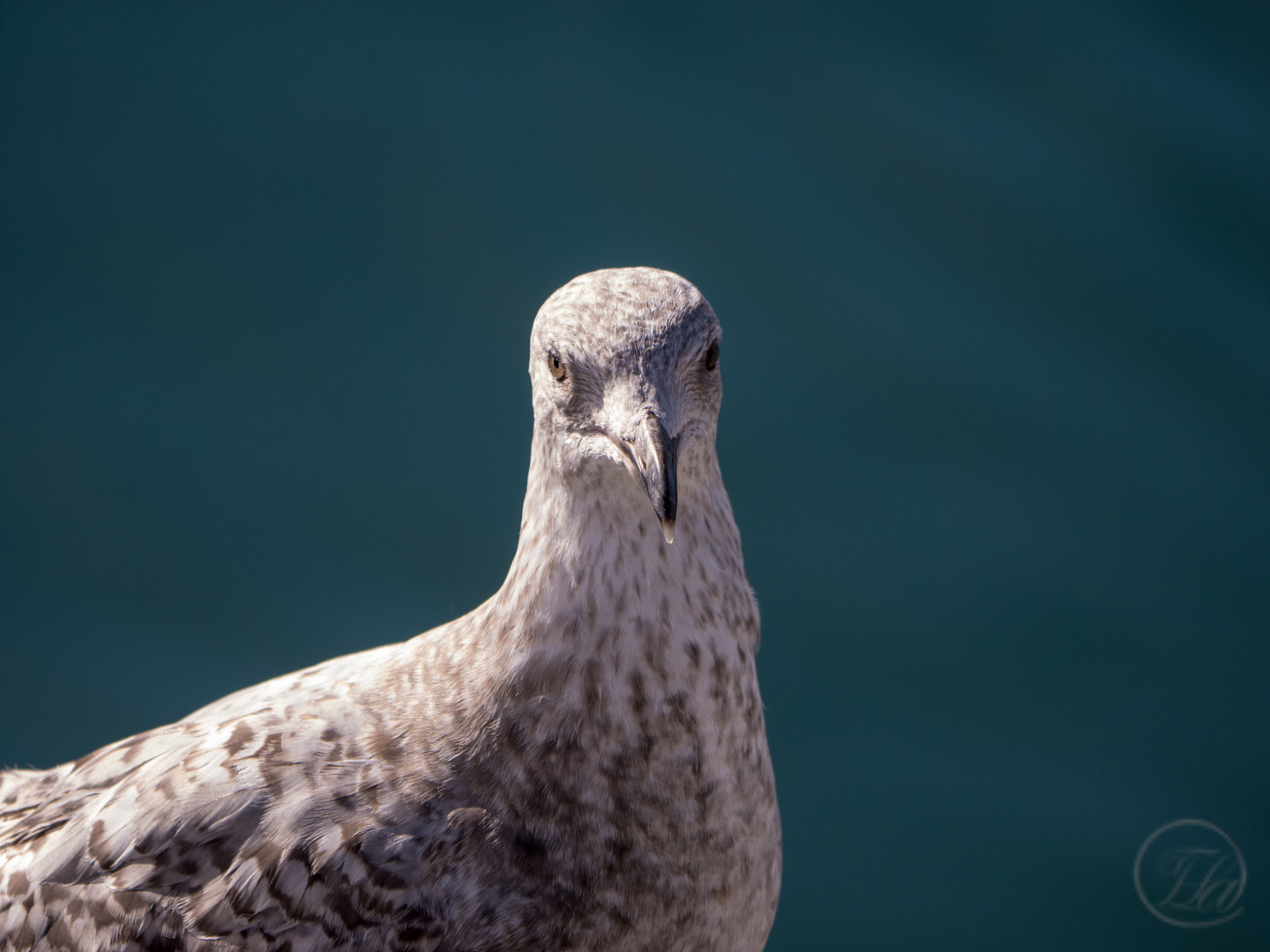 Silbermöwe Portrait 2