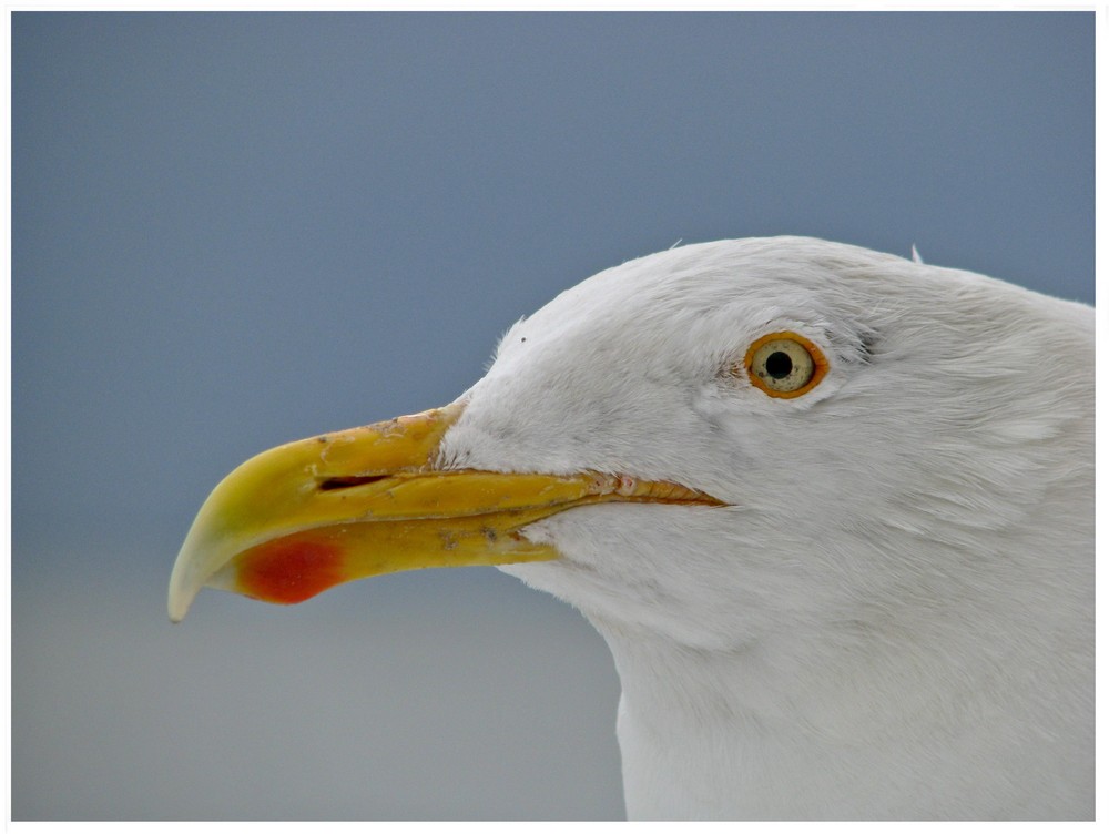 Silbermöwe, Portrait