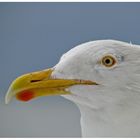 Silbermöwe, Portrait