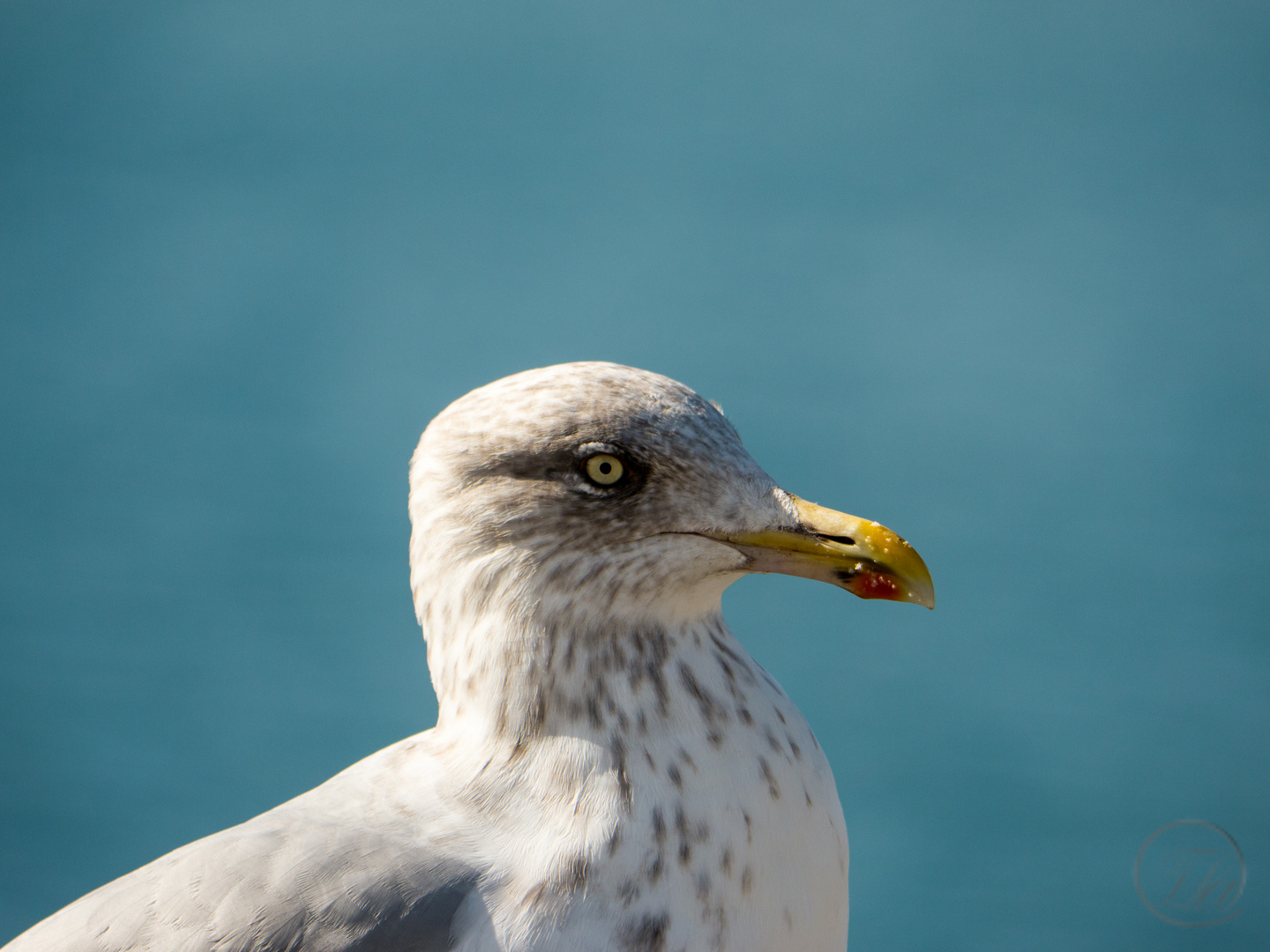 Silbermöwe Portrait