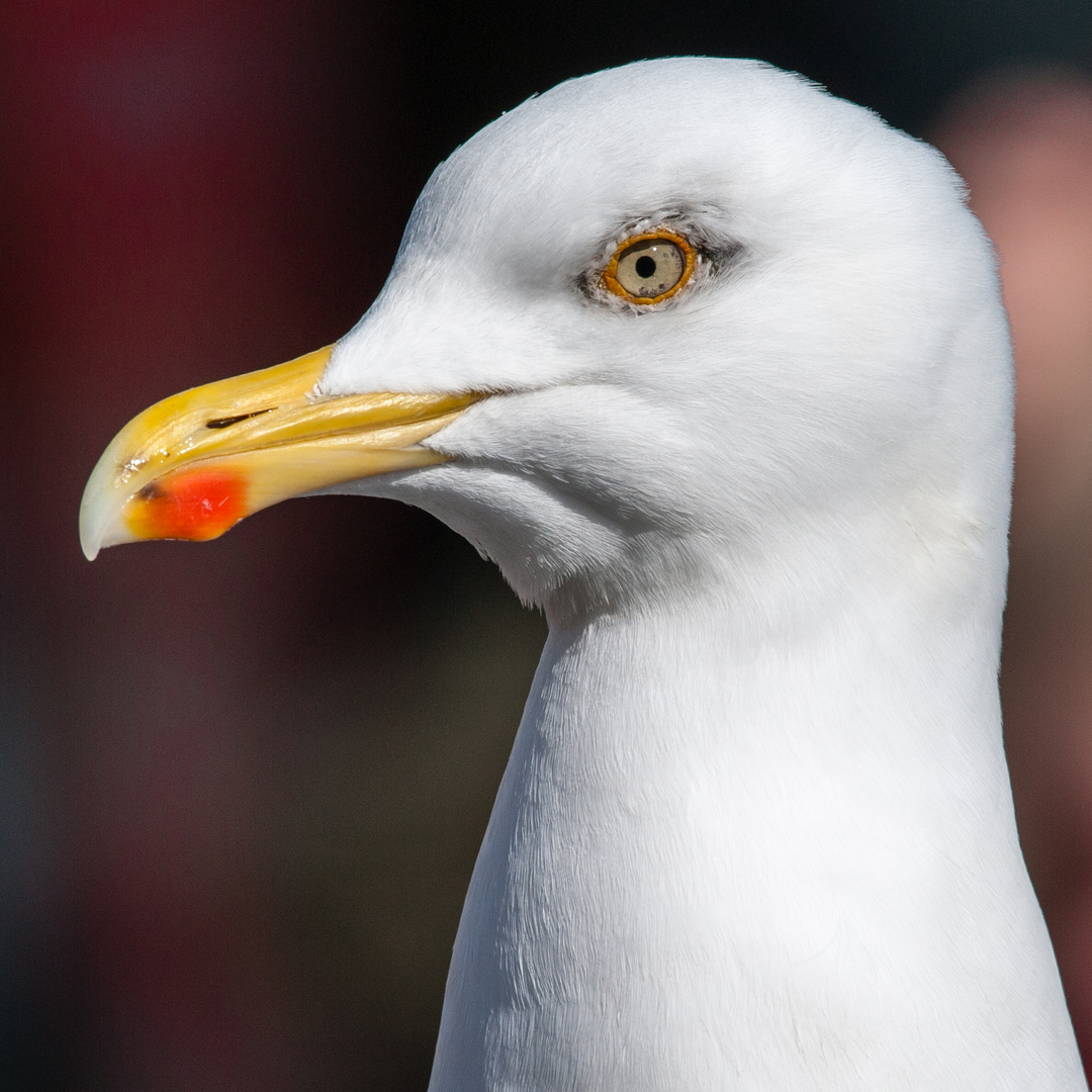 Silbermöwe / Portrait