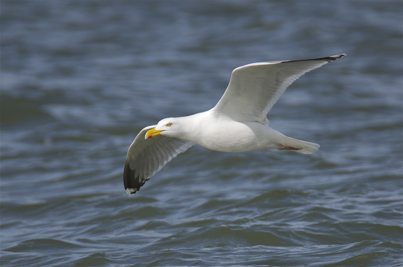 Silbermöwe über dem Wasser