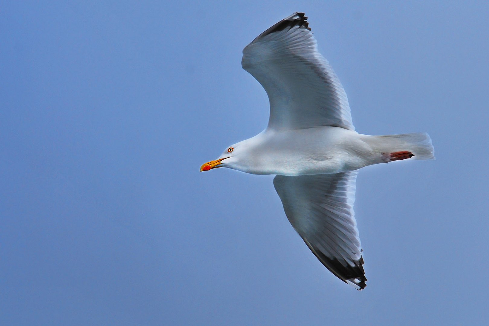 Silbermöwe vor Norderney