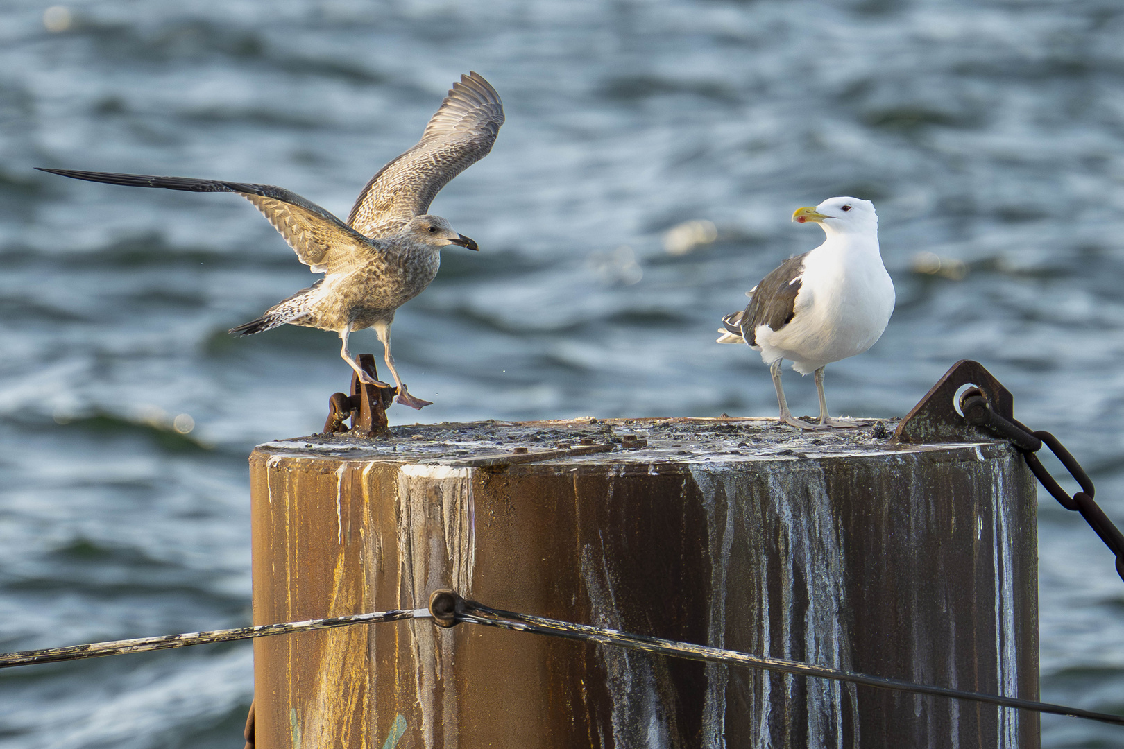 Silbermöwe vs. Mantelmöwe 