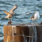 Silbermöwe vs. Mantelmöwe 