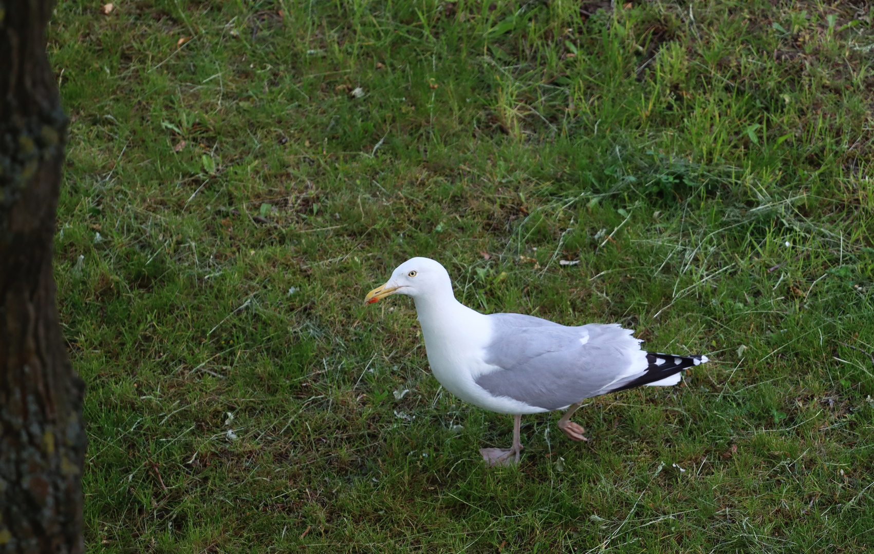 Silbermöwe zu Fuß