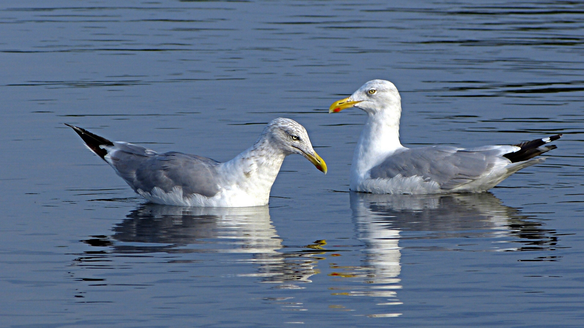 Silbermöwen an der Ostsee