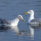 Silbermöwen an der Ostsee