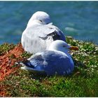 Silbermöwen auf Helgoland