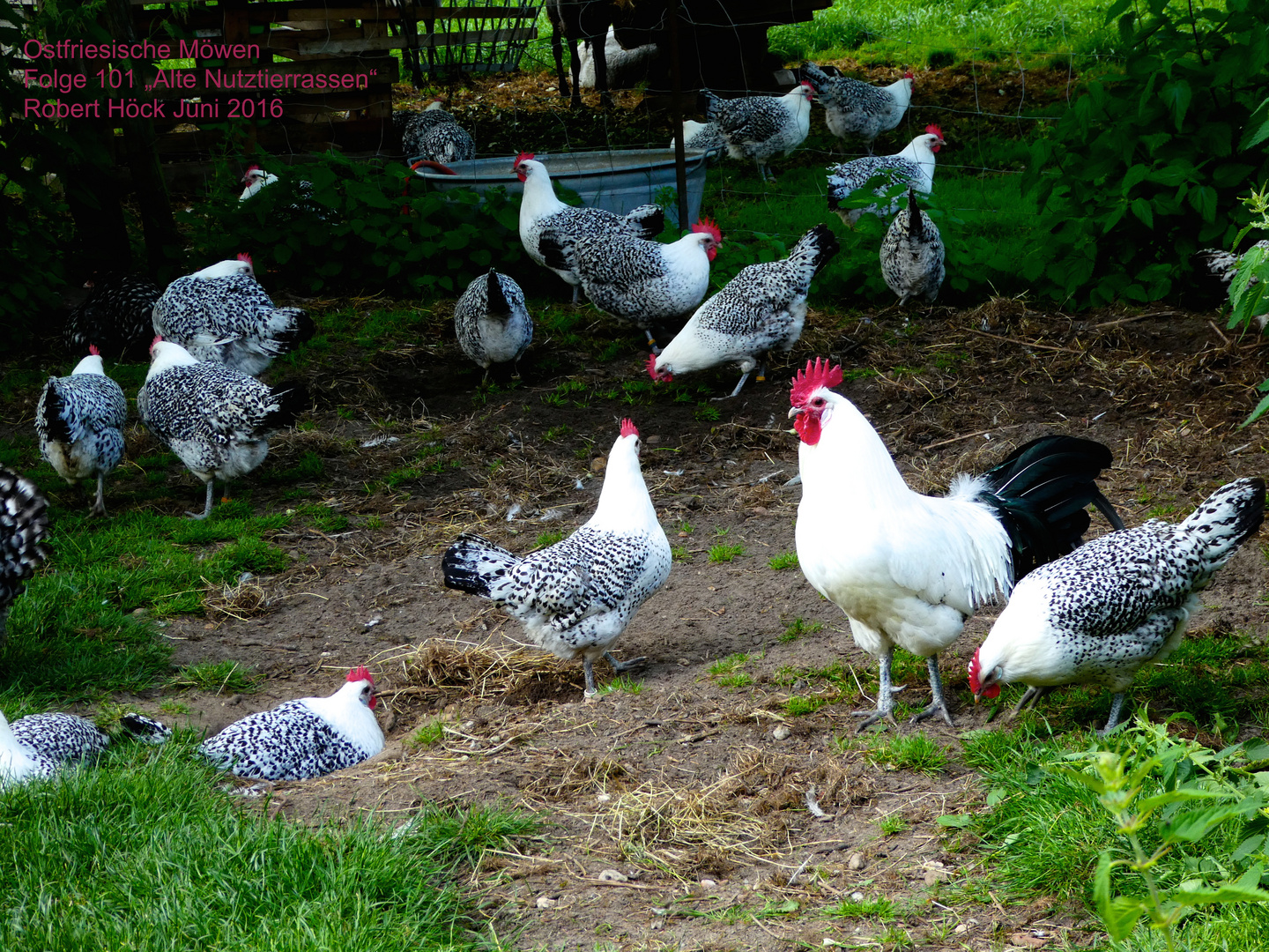 Silbermöwen bzw. Ostfriesische Möwen Hühner in Norddeutschland - East Frisian Gull chickens
