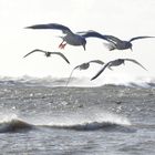 Silbermöwen in Blåvand