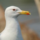 Silbermöwen-Portrait