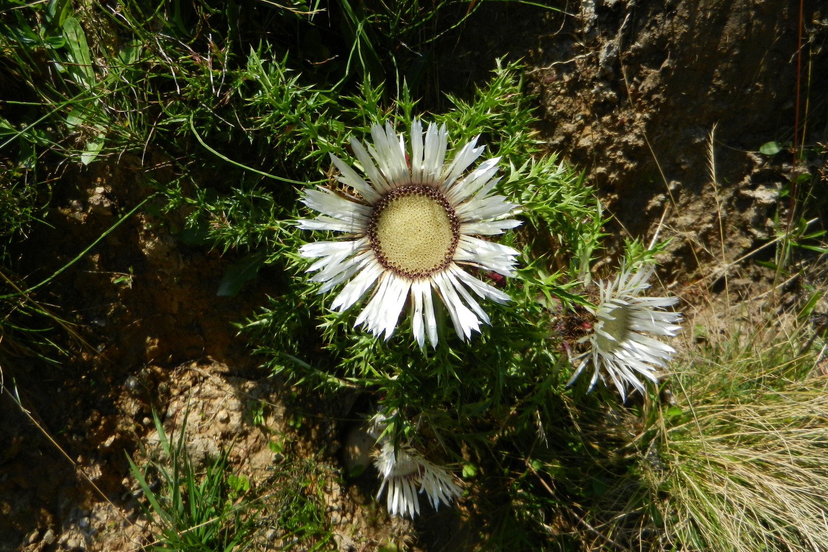 Silberne Distel