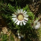 Silberne Distel