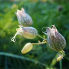 silberne Tropfen