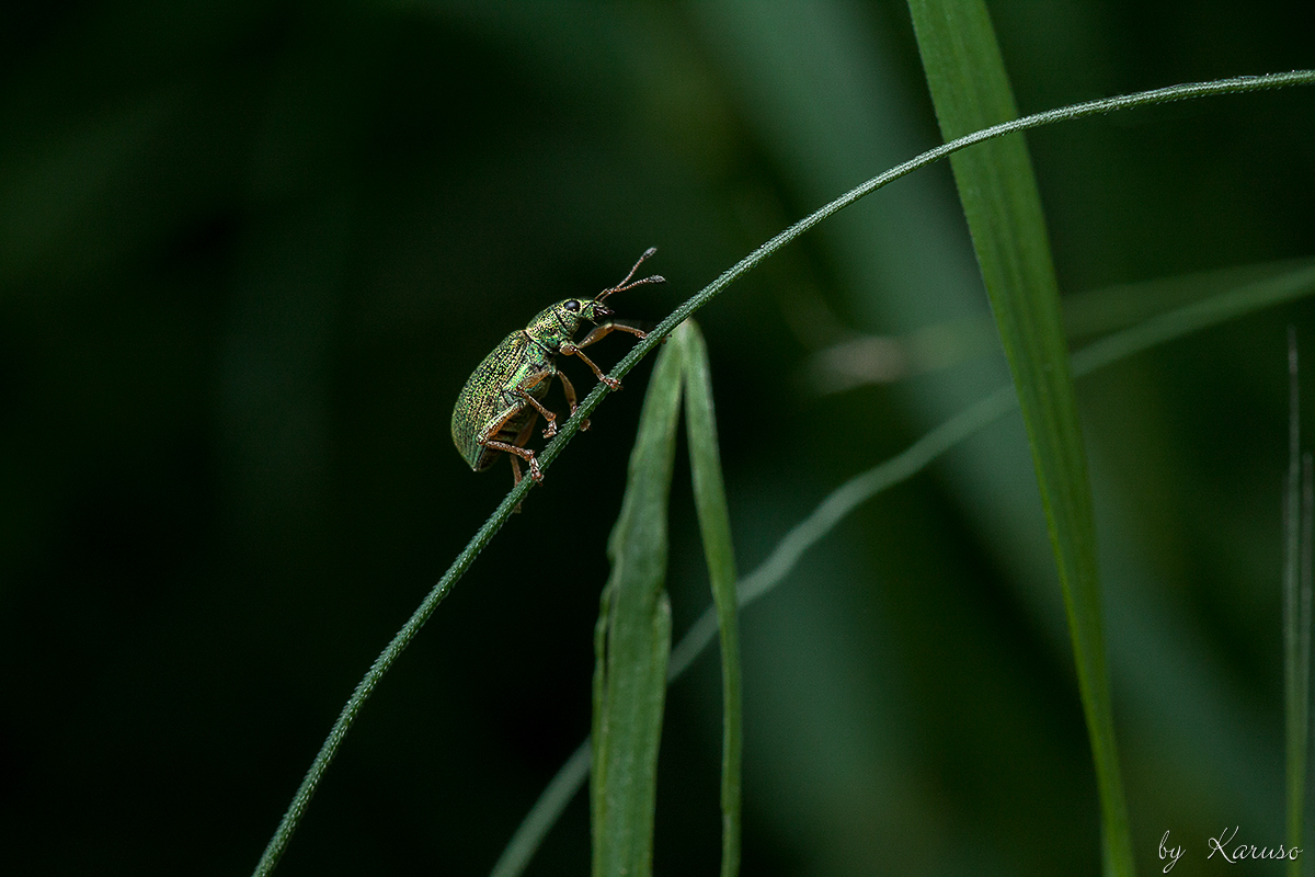 Silbernen Grünrüssler (Phyllobius argentatus) 