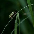 Silbernen Grünrüssler (Phyllobius argentatus) 