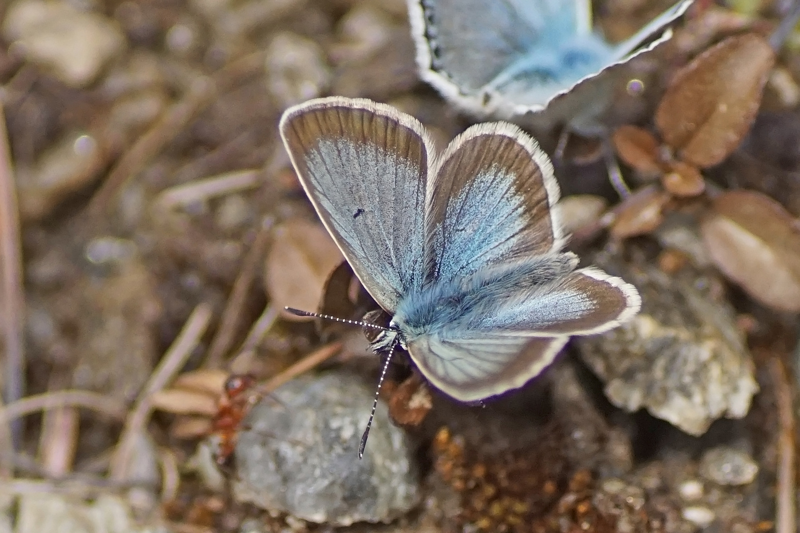 Silberner Argus (Aricia nicias), Männchen