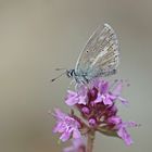 Silberner Argus-Bläuling (Aricia nicias)