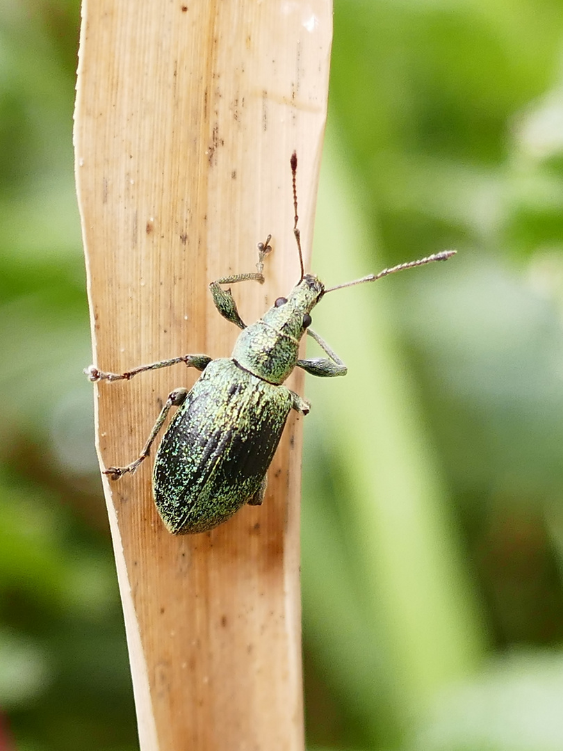 Silberner Grünrüssler, Phyllobius argentatus