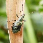 Silberner Grünrüssler, Phyllobius argentatus