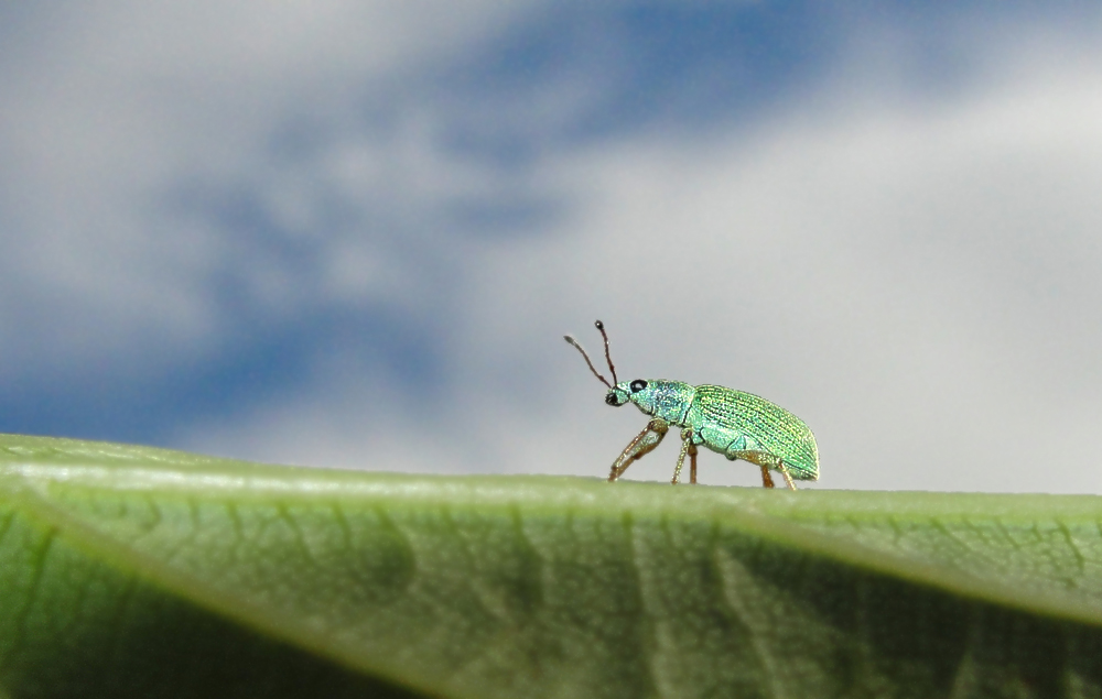 Silberner Grünrüssler (Phyllobius argentatus) Taschenknipse: Sony CyberShot H20