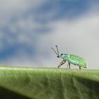 Silberner Grünrüssler (Phyllobius argentatus) Taschenknipse: Sony CyberShot H20